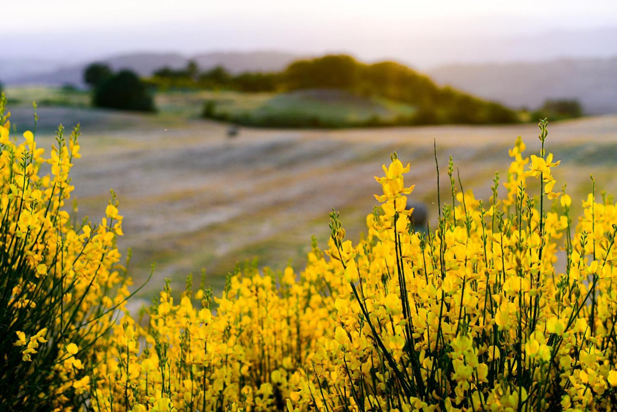 Agriturismo Le Casaline Seggiano Eksteriør billede